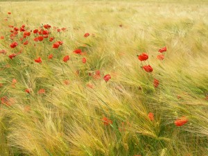 Photographie Yves Baudry